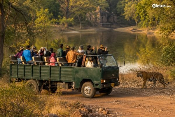Ranthambore Canter Safari in Ranthambore National Park