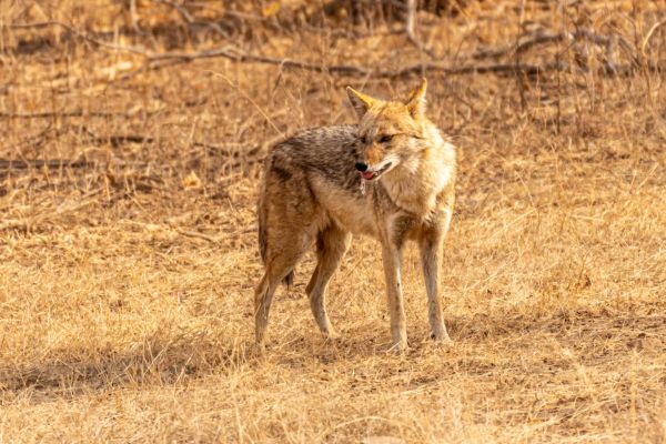 Nilgai Roaming the Forest