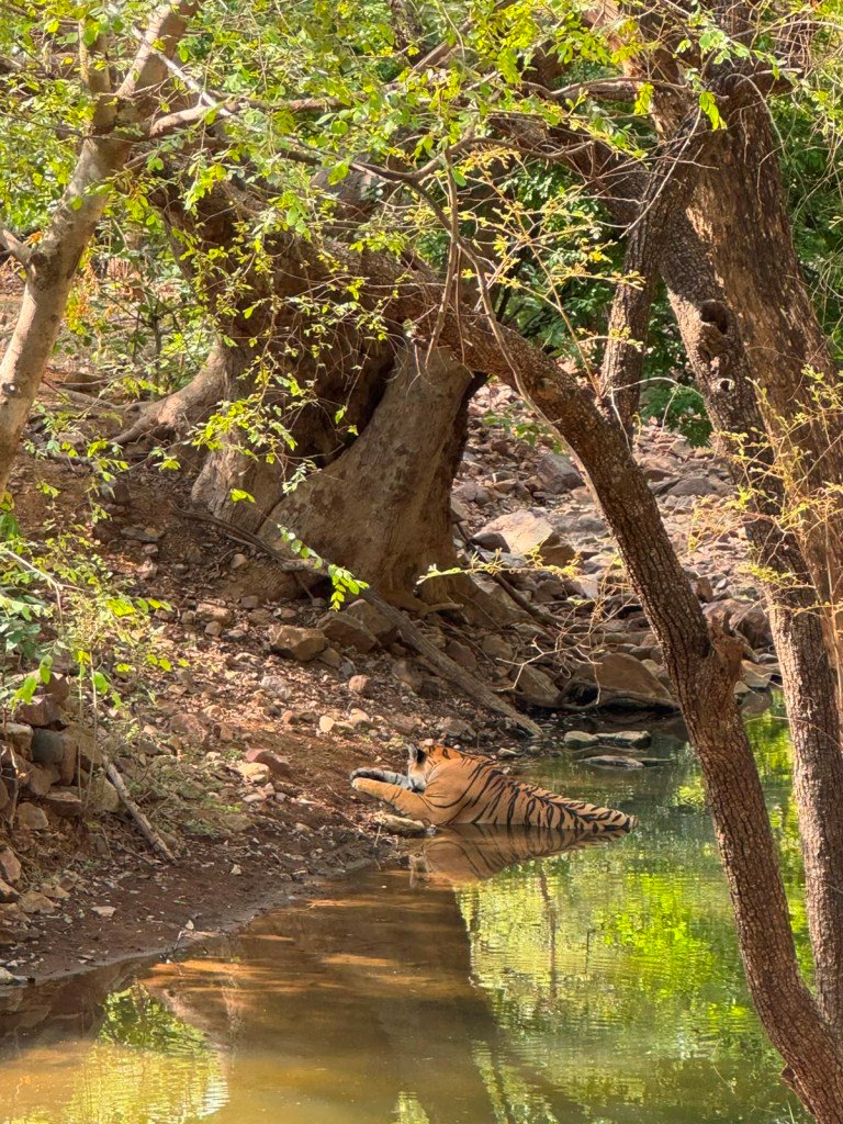 Landscape seen during a safari drive in Ranthambore