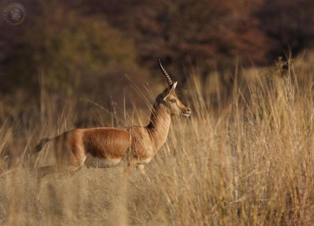 Rocky track through dry forest in the Kachida area of Ranthambore