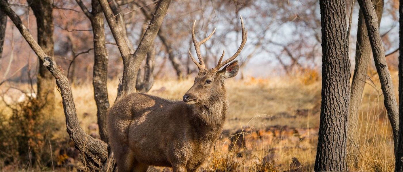 Ranthambore Safari Booking - tiger safari in Rajasthan